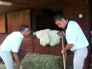 Zwei Süße werden von 3 Typen im Reiten auf dem College gefickt
